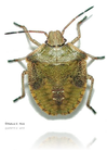 A stink bug